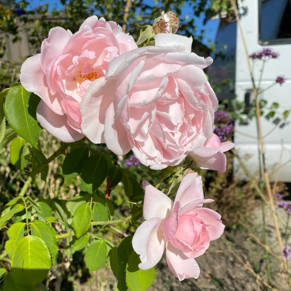 Meet your Posher, Maia